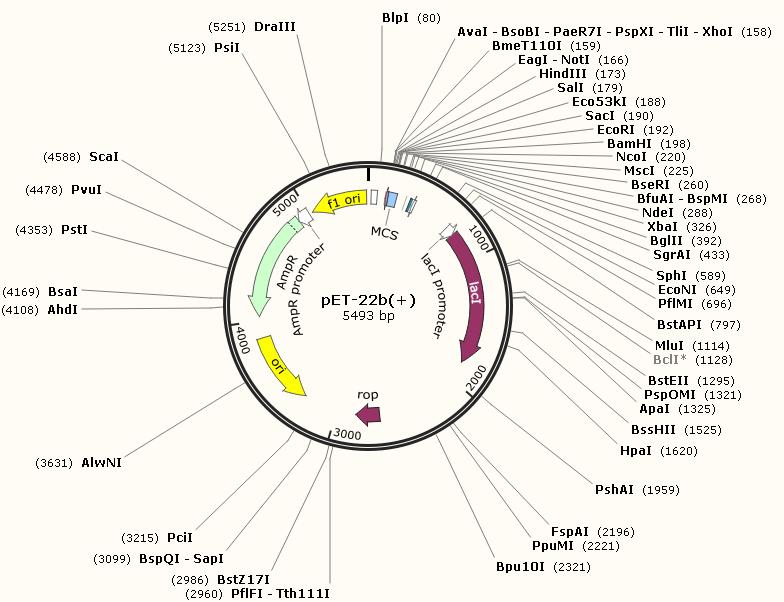 克隆与文库构建